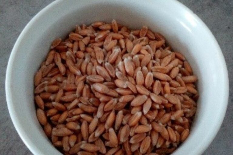 grains d'épeautre