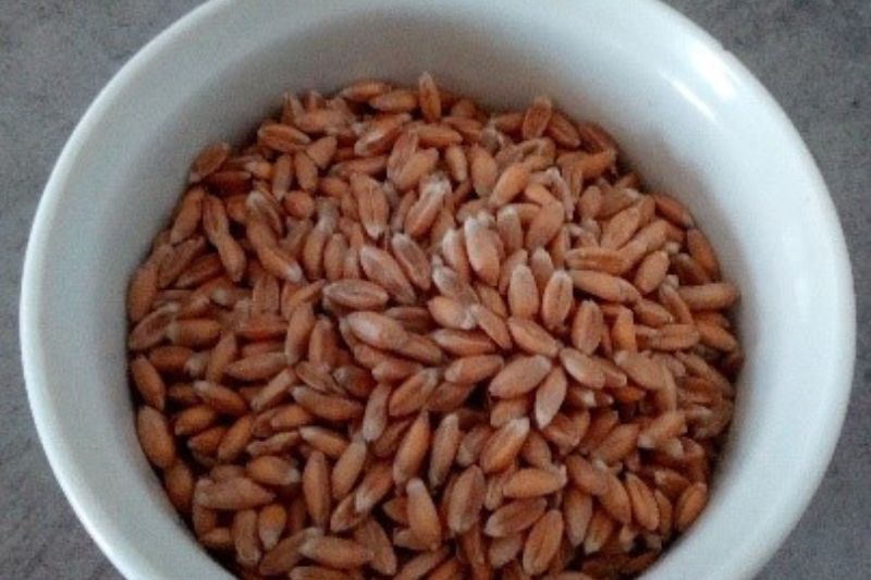 grains d'épeautre