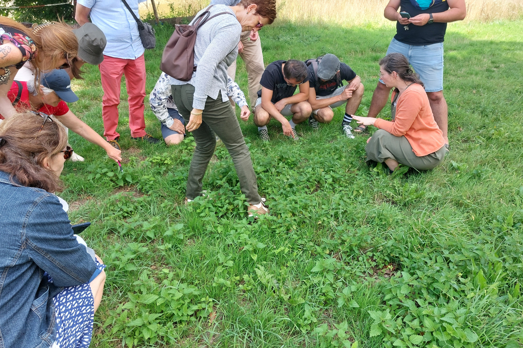 observation d'une plante